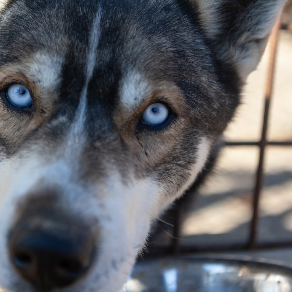 Besuch auf der Huskyfarm